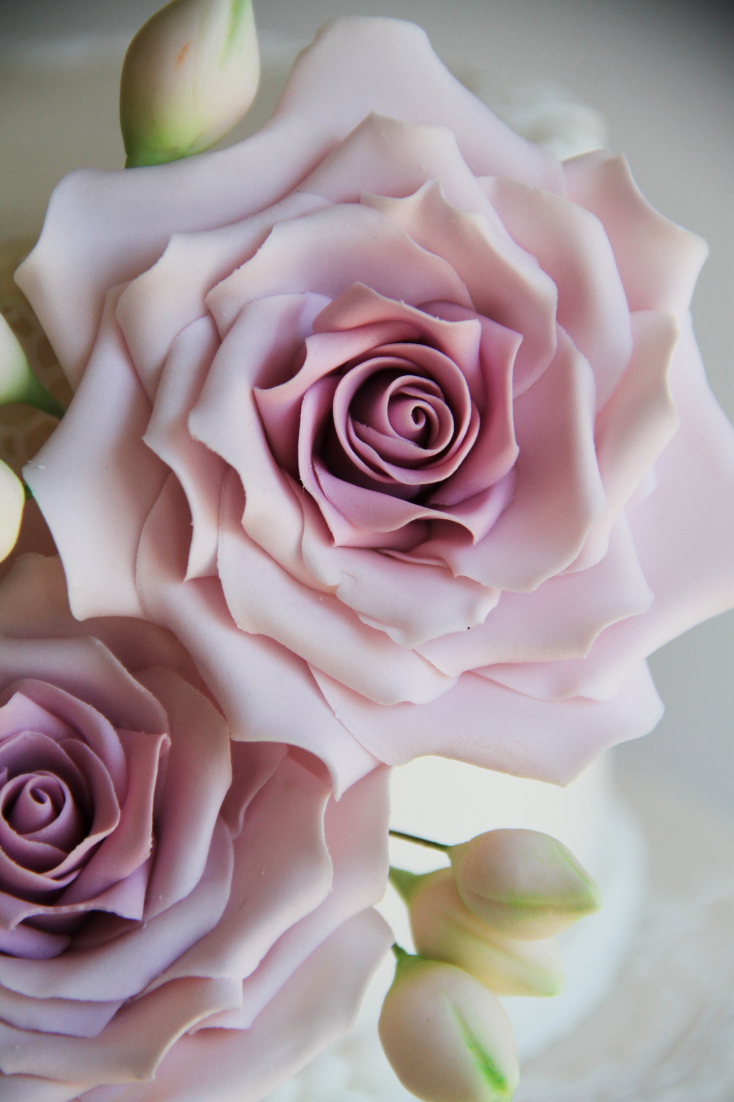 Rosescloseup1